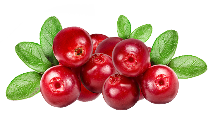 buah cranberry